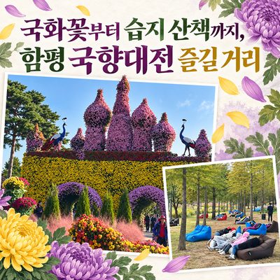 From Chrysanthemums to a Wetland Stroll: What to Enjoy at the Hampyeong Chrysanthemum Festival