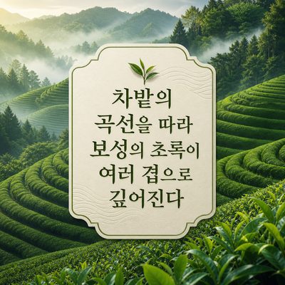 차밭의 곡선을 따라 보성의 초록이 여러 겹으로 깊어진다