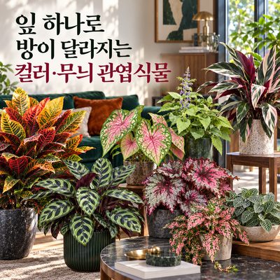 잎 하나로 방이 달라지는 컬러·무늬 관엽식물