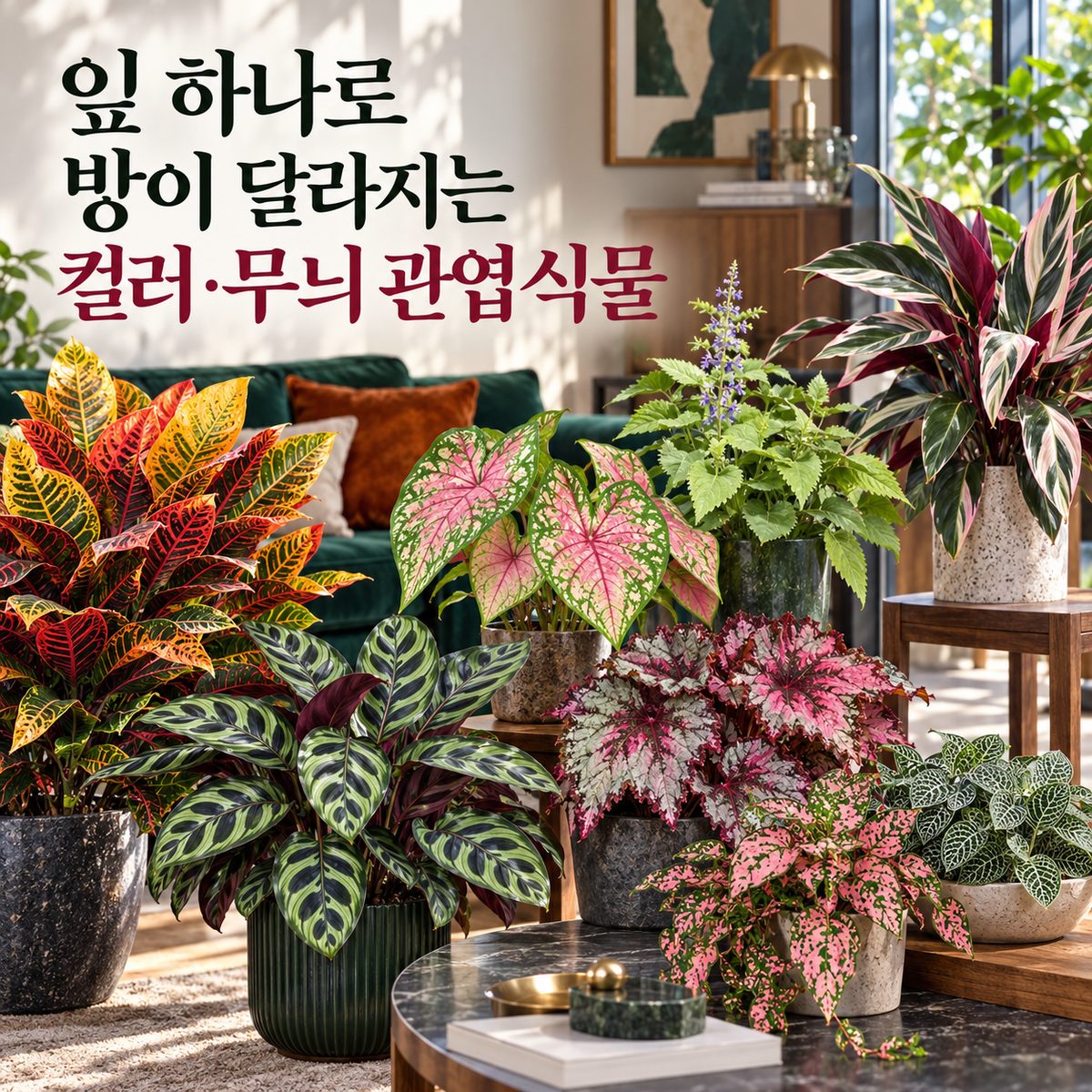 잎 하나로 방이 달라지는 컬러·무늬 관엽식물
