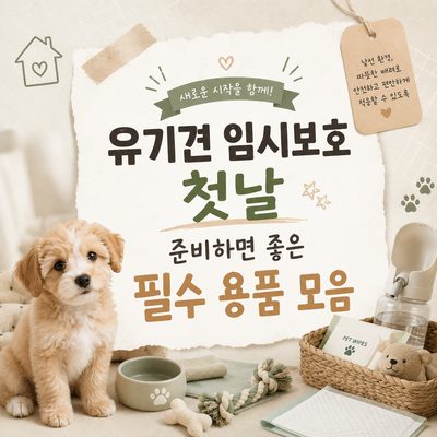 유기견 임시보호 첫날 준비하면 좋은 필수 용품 모음