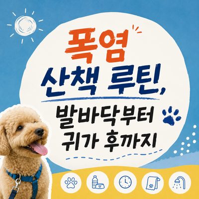 폭염 산책 루틴, 발바닥부터 귀가 후까지
