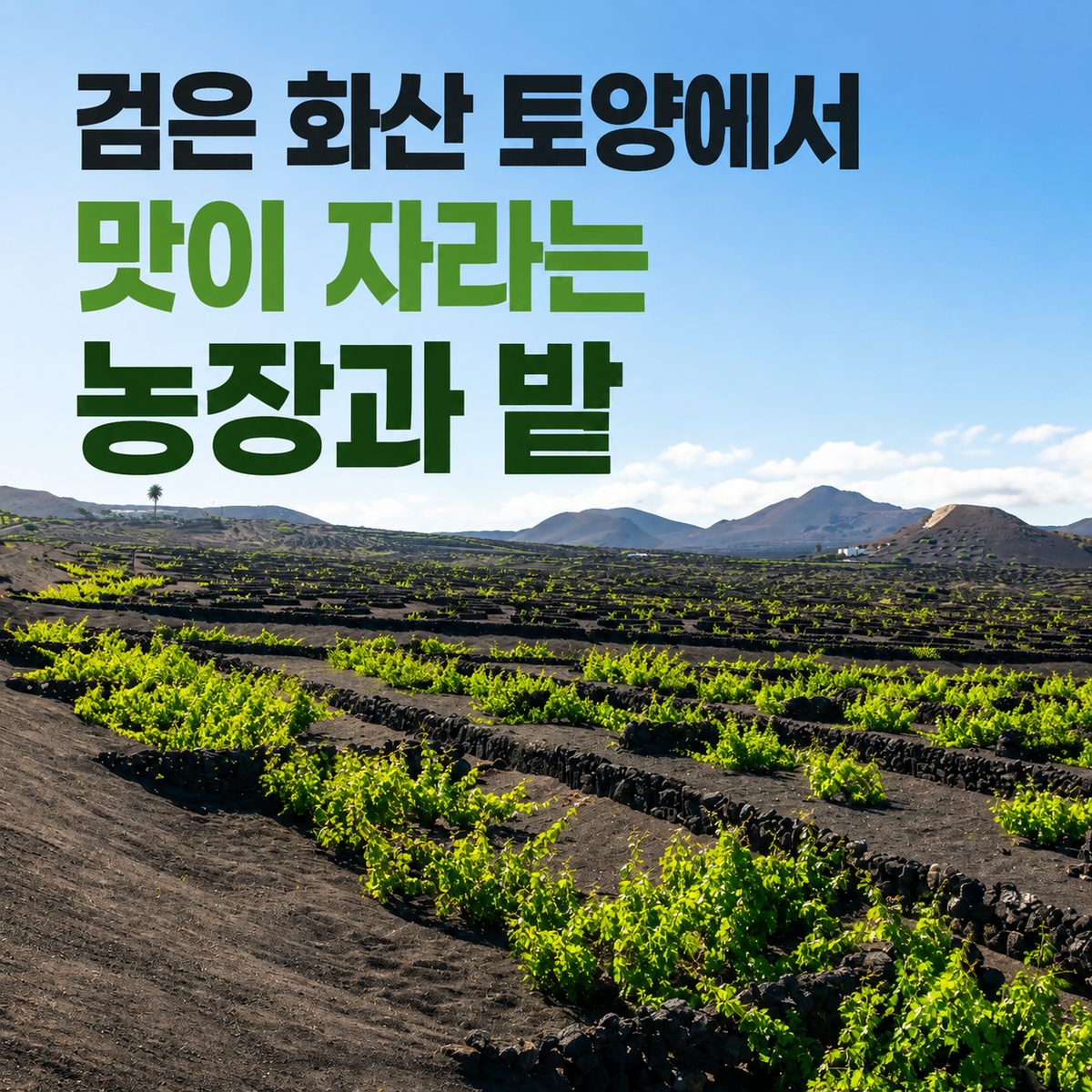 Farms and Fields Where Flavor Grows in Black Volcanic Soil