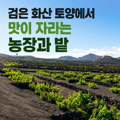 검은 화산 토양에서 맛이 자라는 농장과 밭