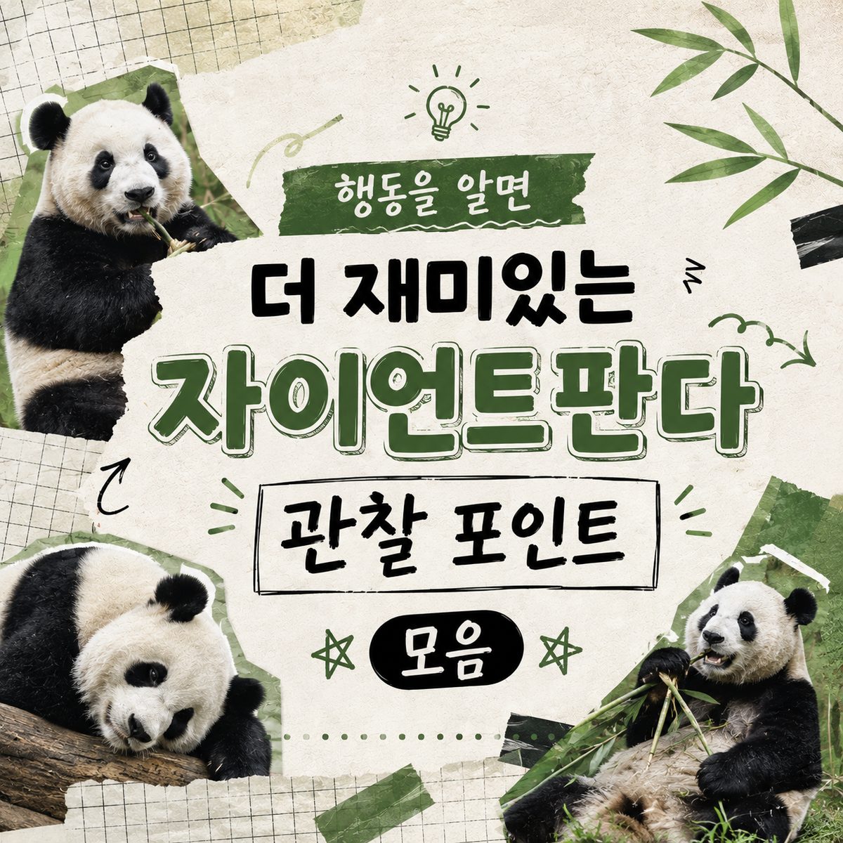 행동을 알면 더 재미있는 자이언트판다 관찰 포인트 모음