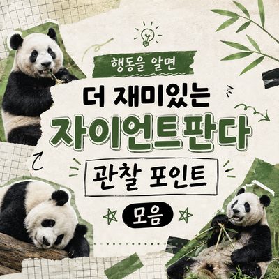 행동을 알면 더 재미있는 자이언트판다 관찰 포인트 모음