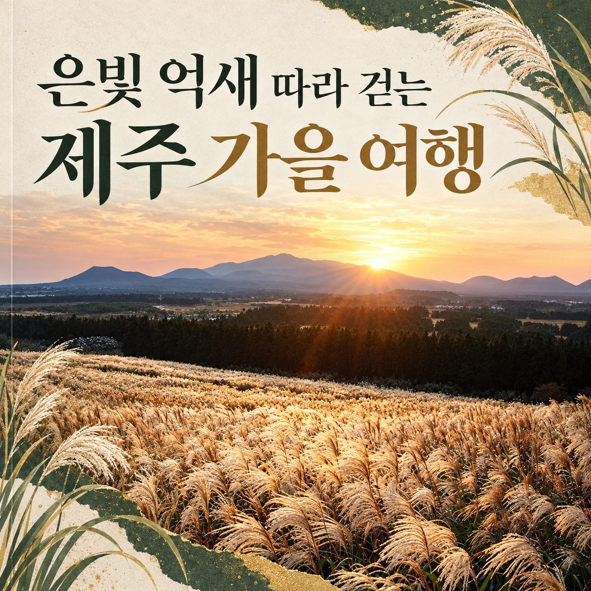 An Autumn Jeju Trip Along Silver Miscanthus