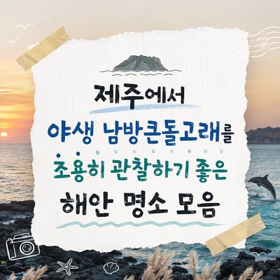 제주에서 야생 남방큰돌고래를 조용히 관찰하기 좋은 해안 명소 모음