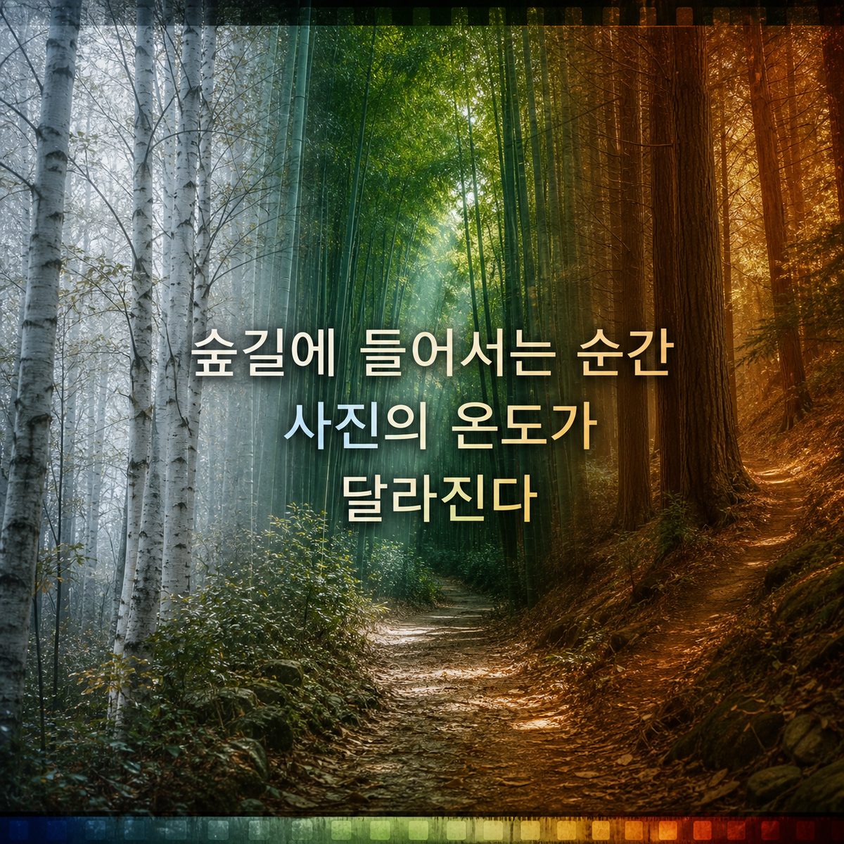 숲길에 들어서는 순간 사진의 온도가 달라진다