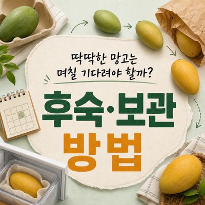 딱딱한 망고는 며칠 기다려야 할까? 후숙·보관 방법