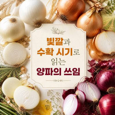 빛깔과 수확 시기로 읽는 양파의 쓰임
