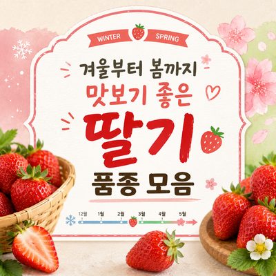겨울부터 봄까지 맛보기 좋은 딸기 품종 모음