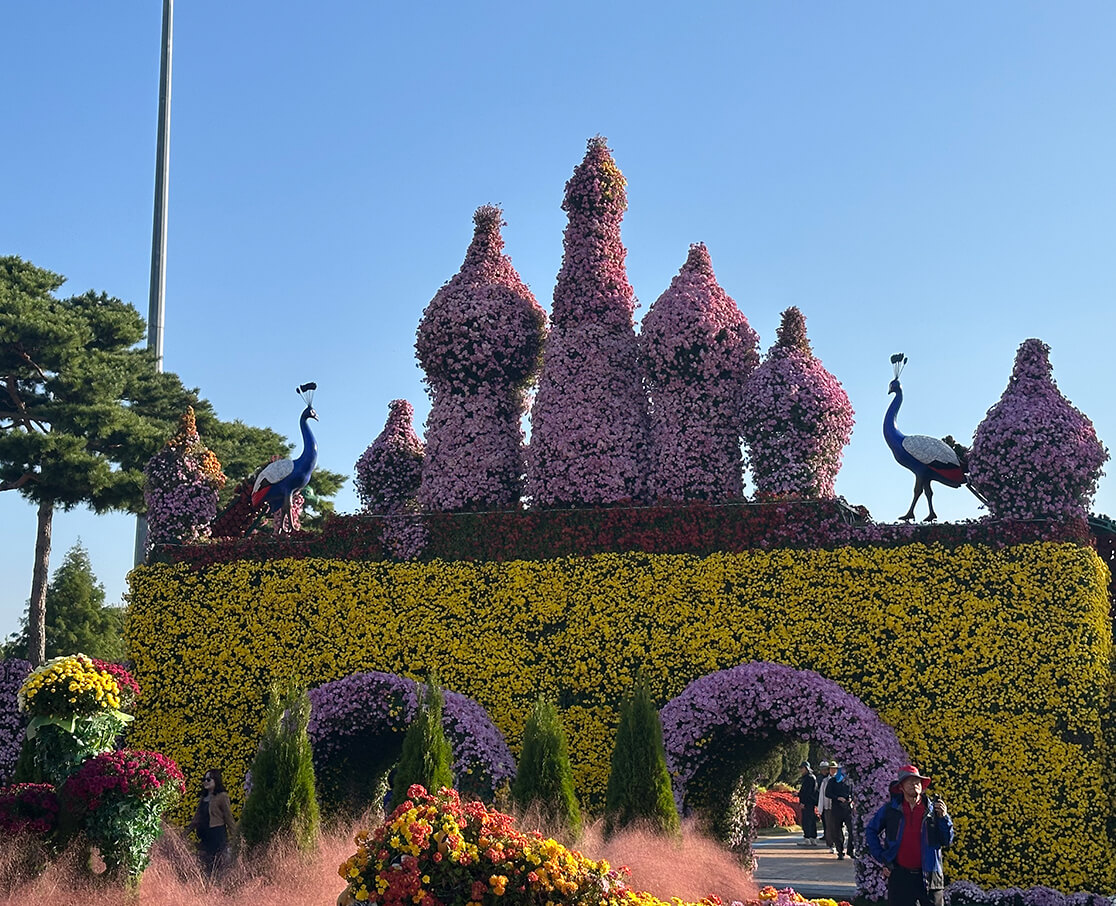 Chrysanthemum Garden of Legend, Hampyeong Korea Chrysanthemum Grand Festival
