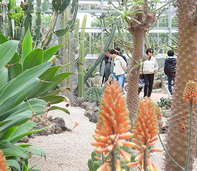 Succulent Plant House, Hampyeong Korea Chrysanthemum Grand Festival