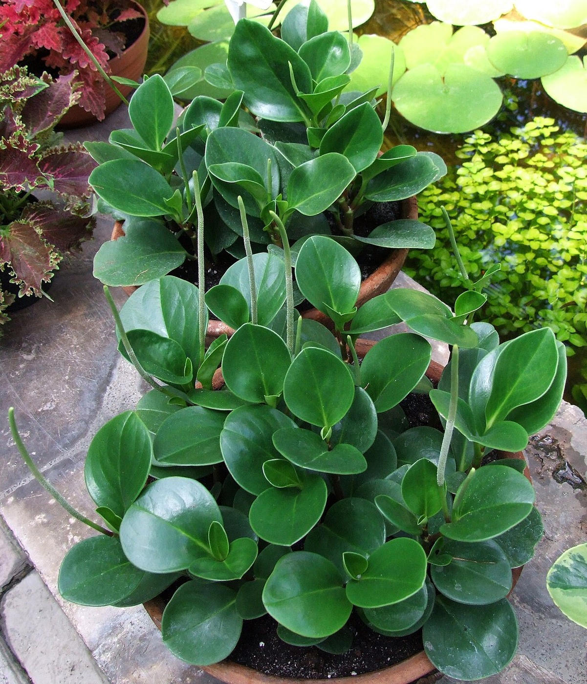 Peperomia obtusifolia