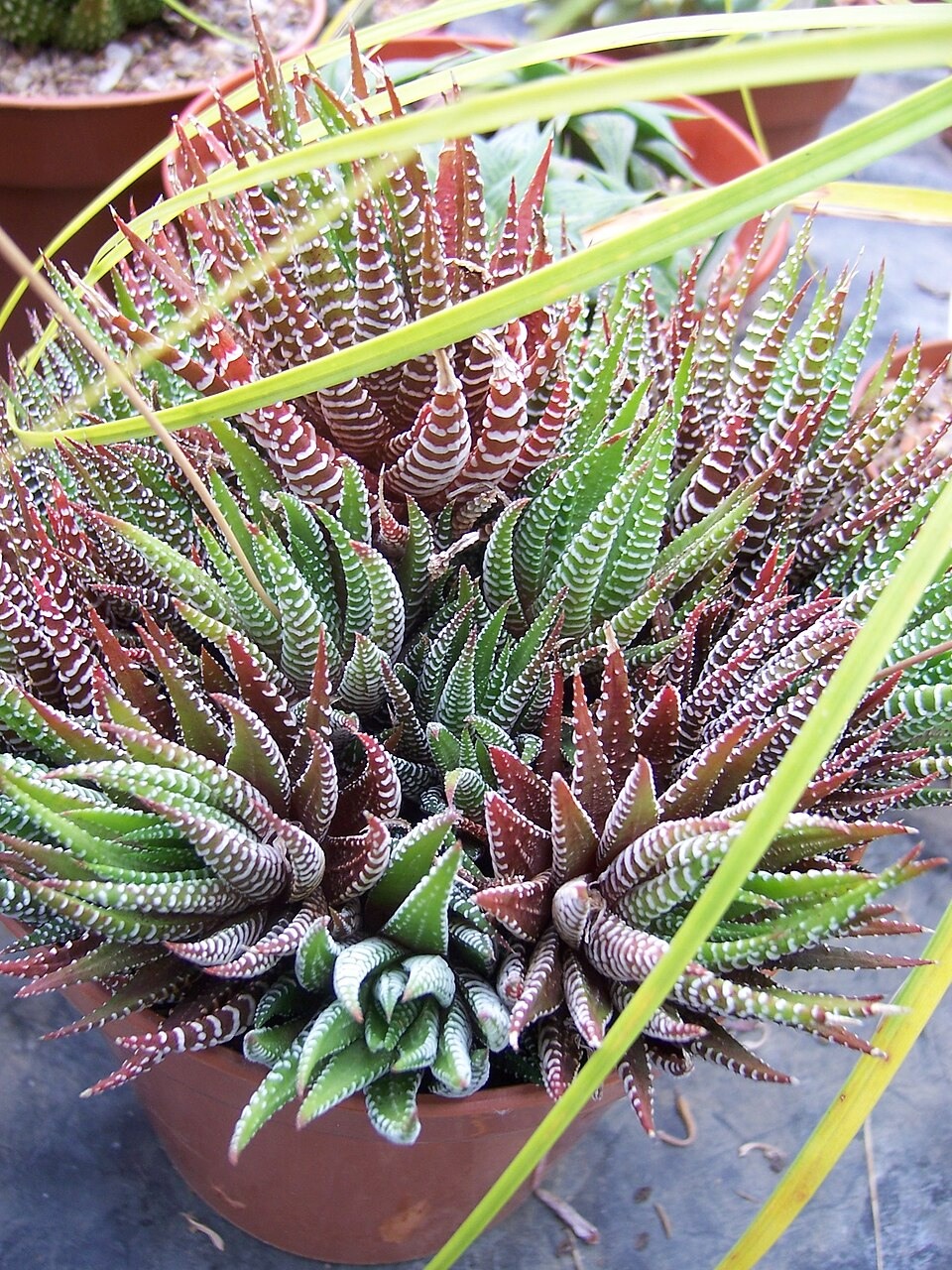 Striped Haworthia