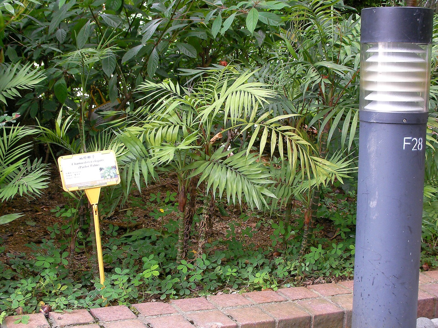 Table Palm