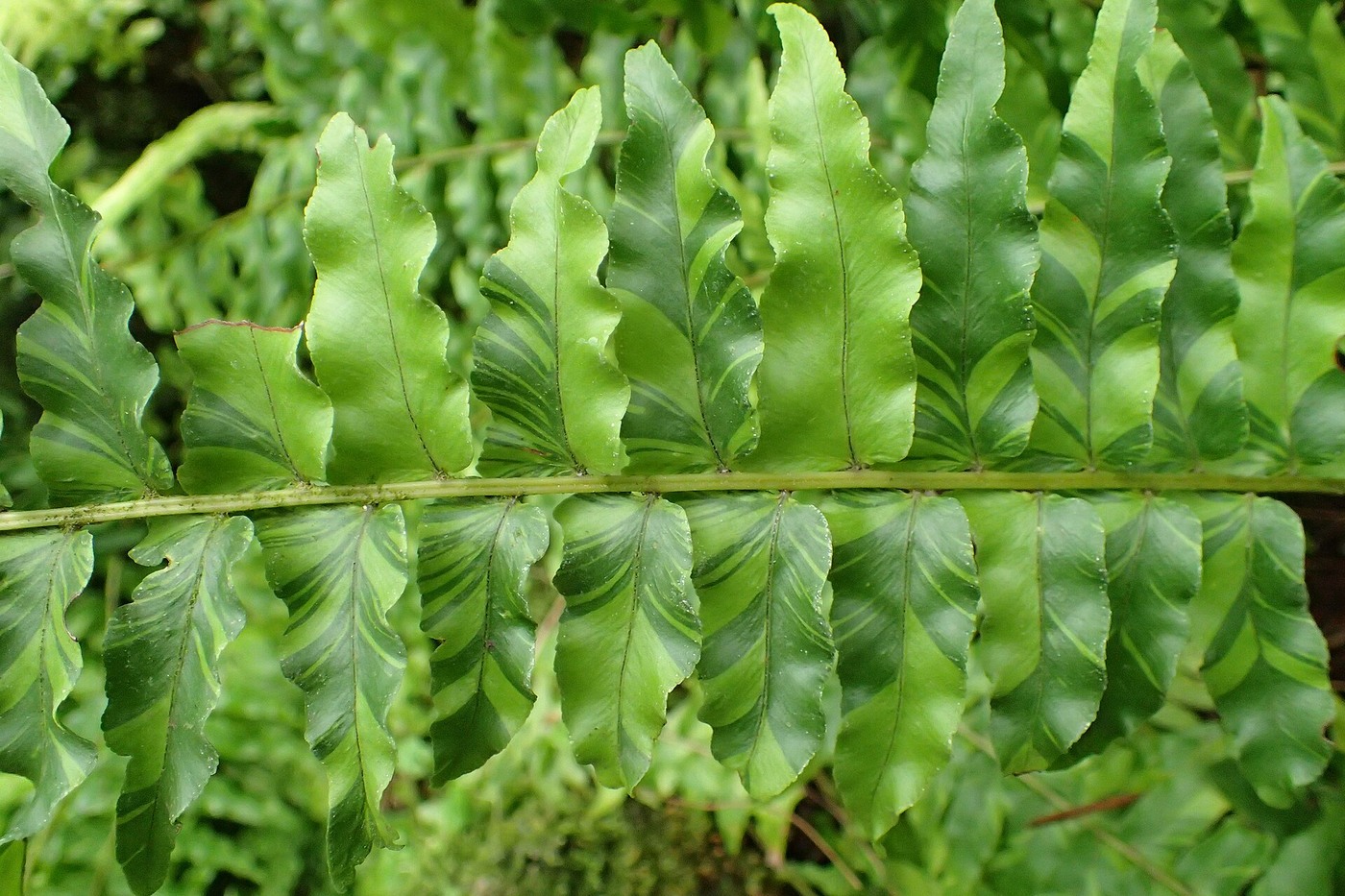 Boston Fern