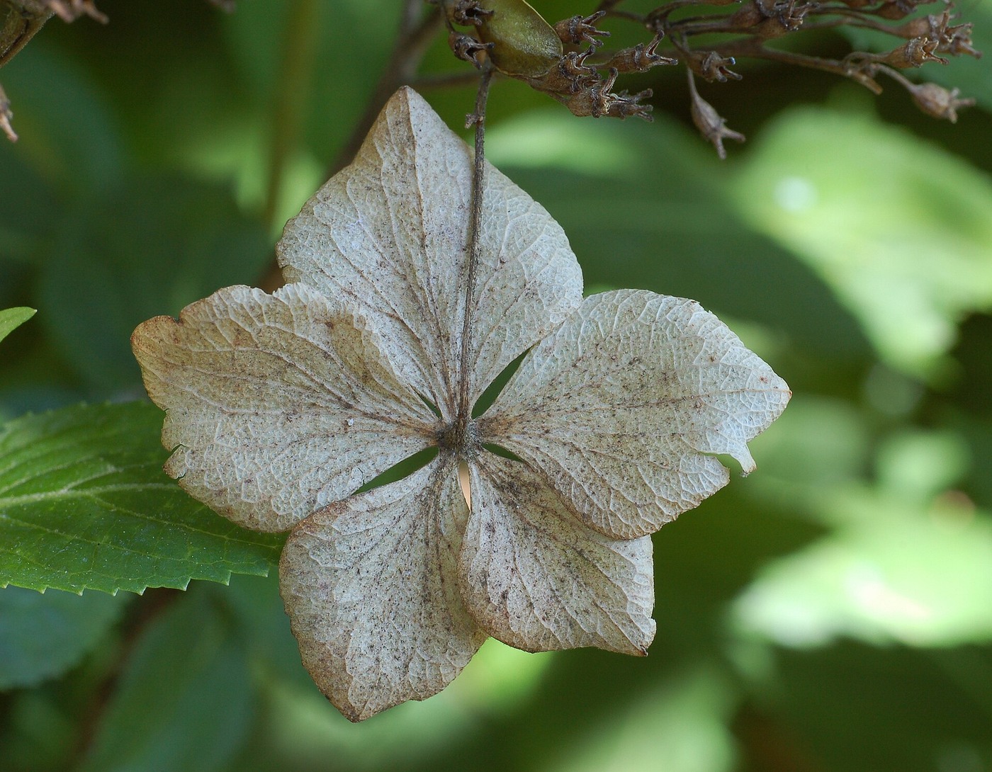 Watering Guidelines for Hydrangeas