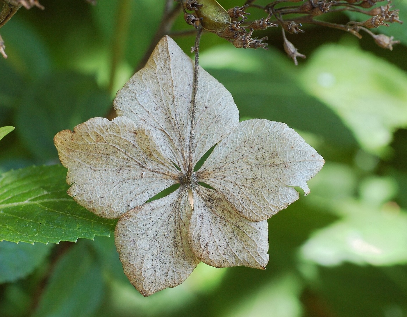 Light and Shade Management for Hydrangeas