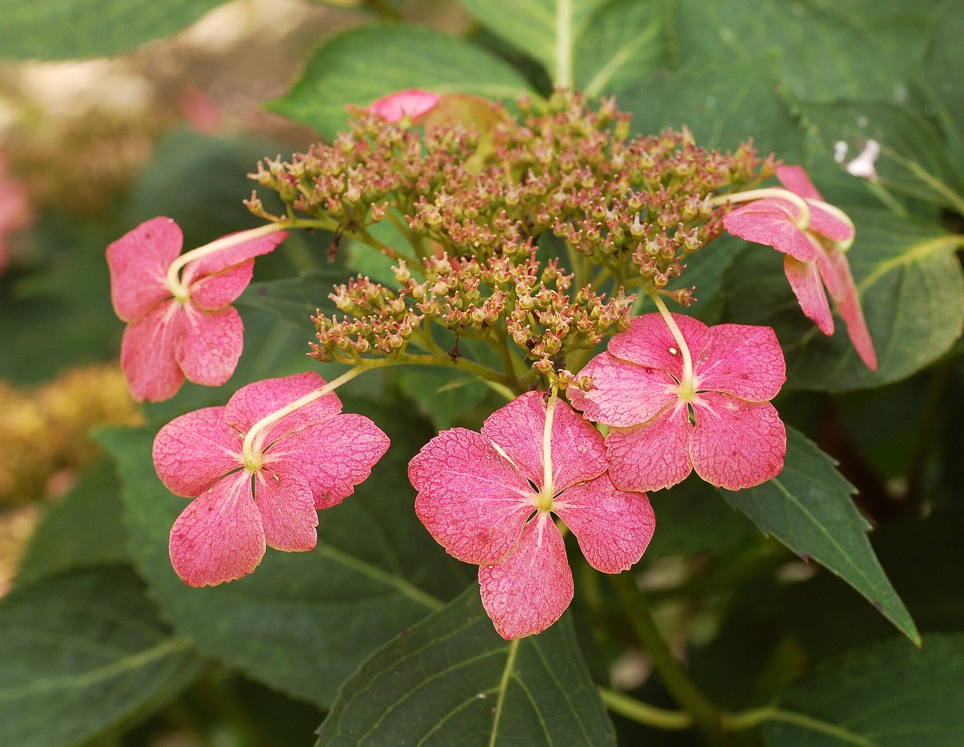 Repotting Hydrangeas with Good Drainage Soil