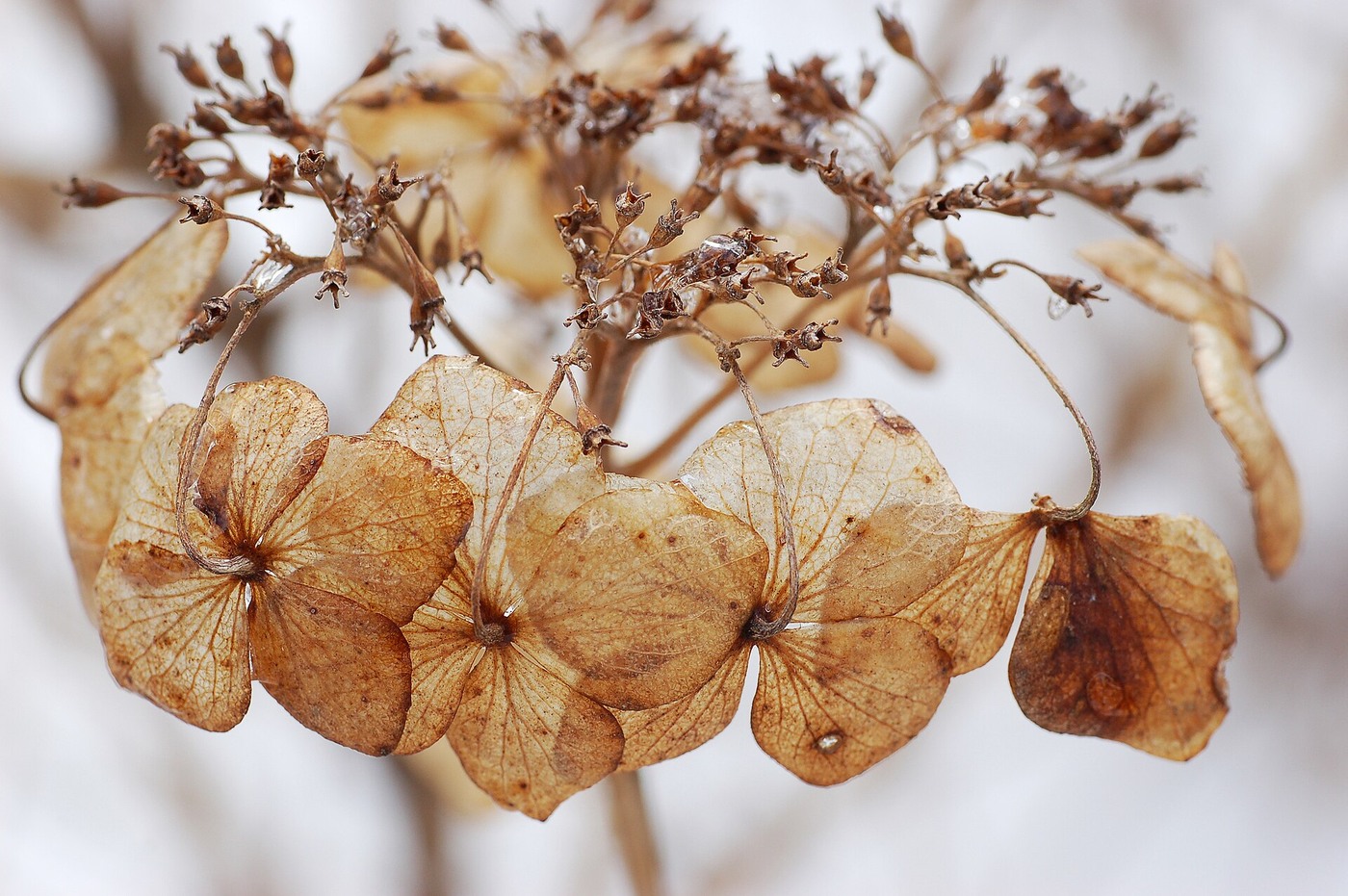 Hydrangea Flower Color and Soil Acidity