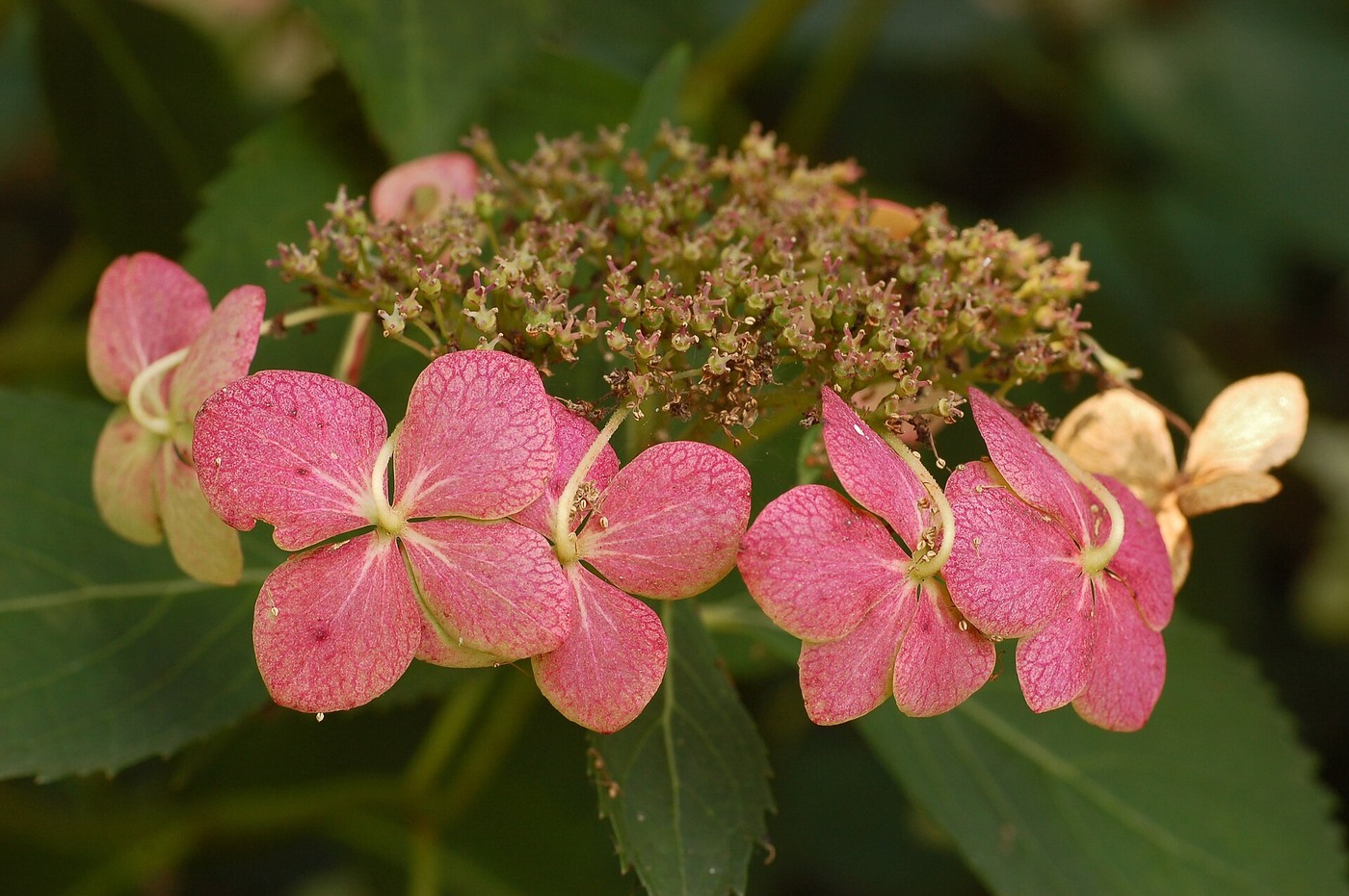 Pruning Time for Hydrangeas
