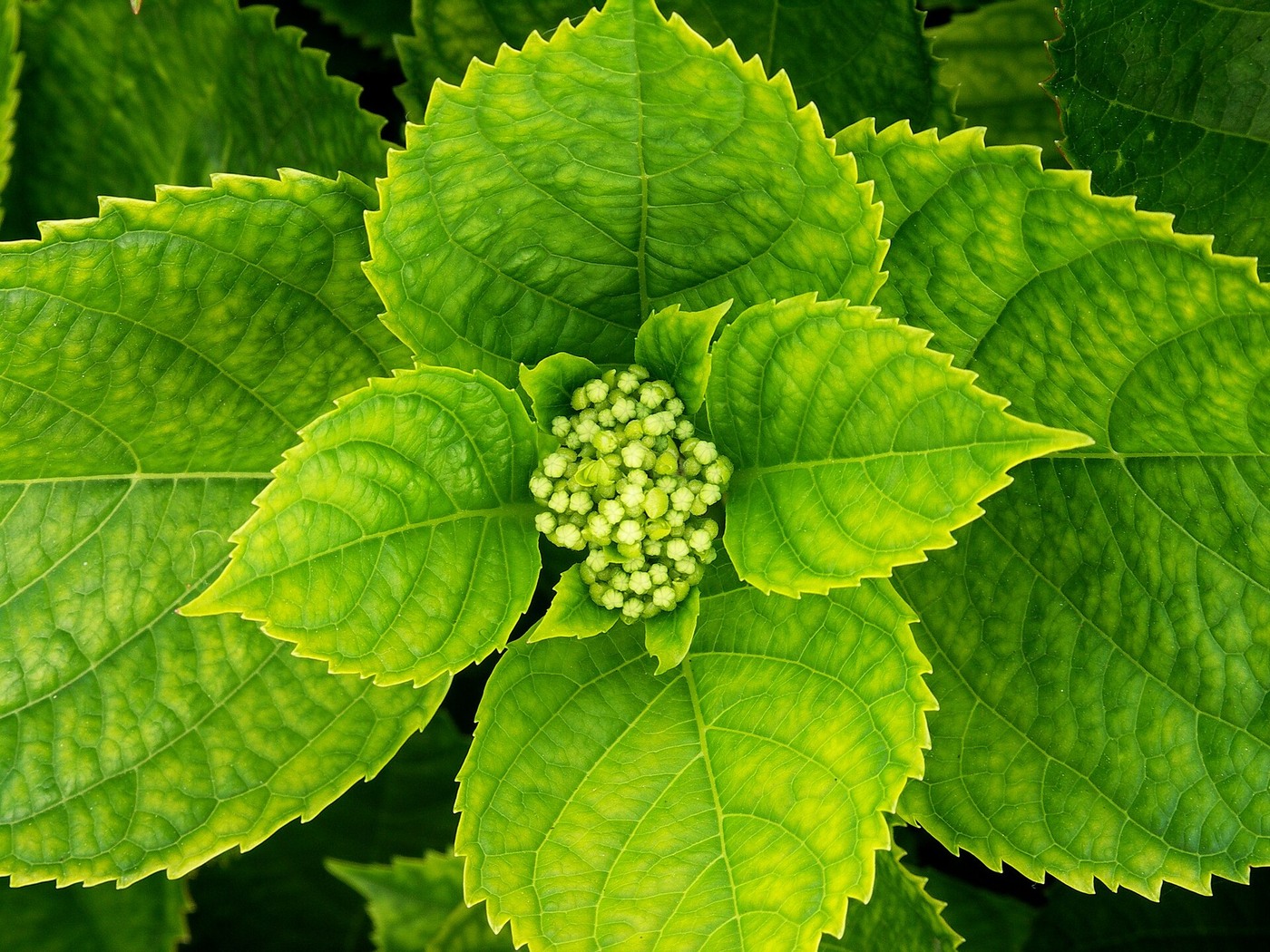 Winter Care and Protection for Hydrangeas
