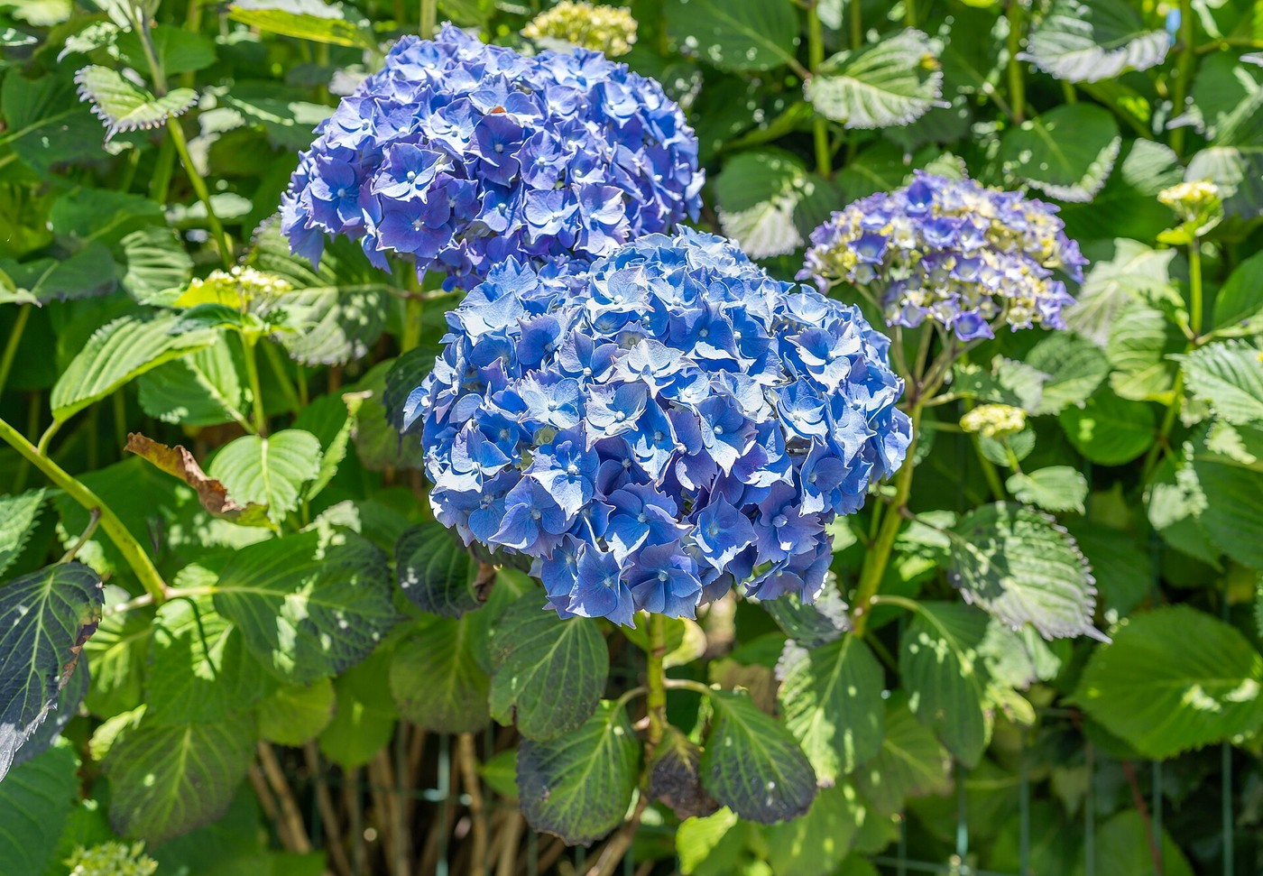 Managing Pests and Airflow for Hydrangeas