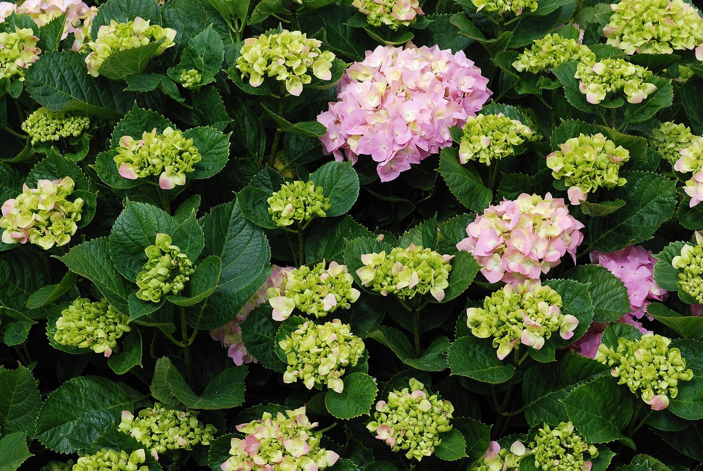 How to Prolong the Life of Cut Hydrangea