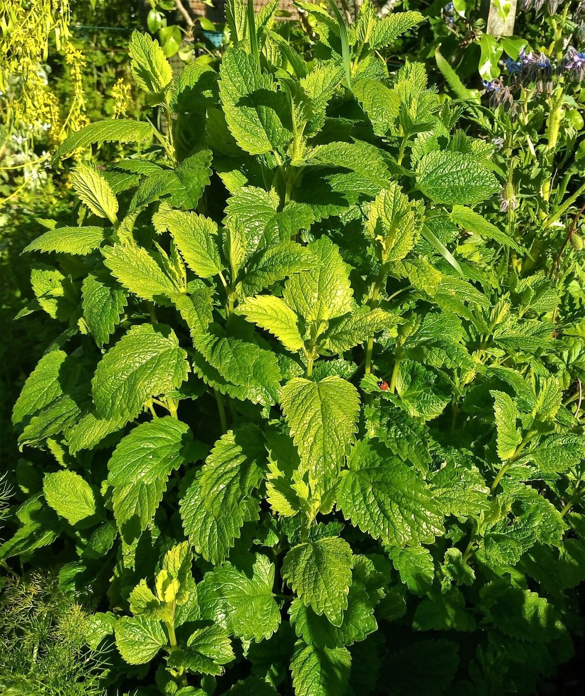 레몬밤