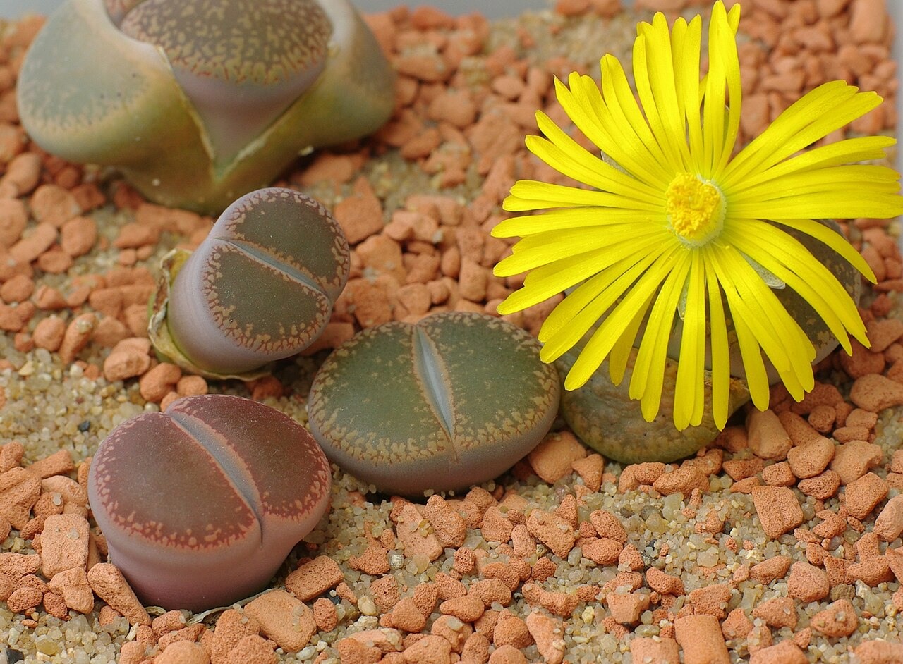 Lithops
