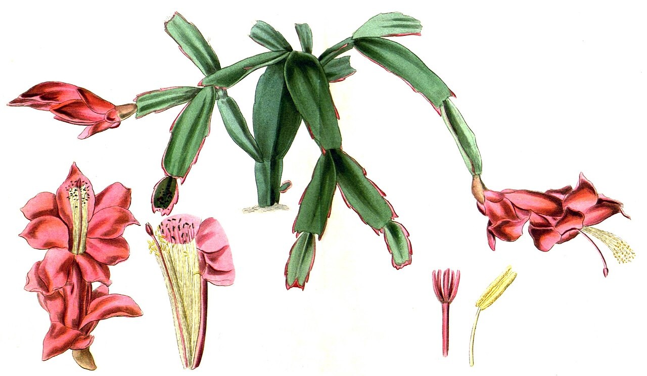 Hedgehog Cactus