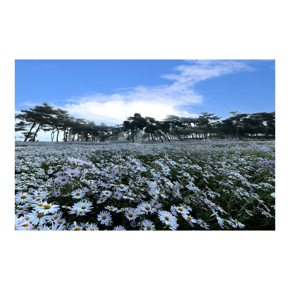 正邑九節草地方庭園