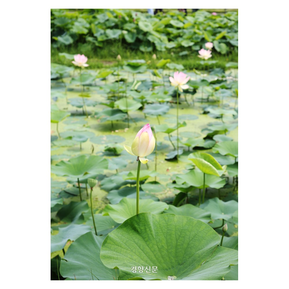 市興蓮の花テーマパーク
