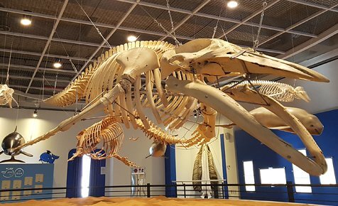 Jangsaengpo Whale Museum