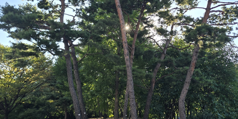 汝矣島公園