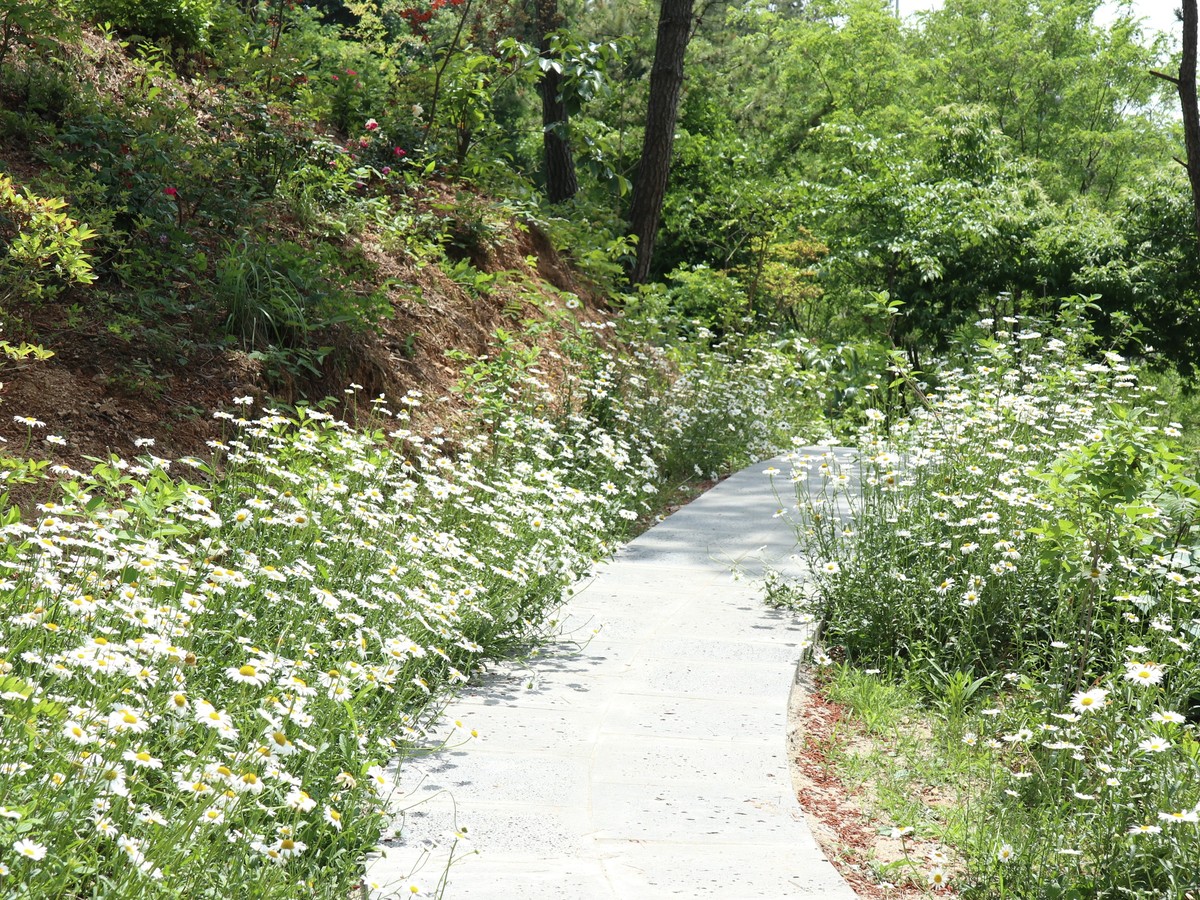 죽화경