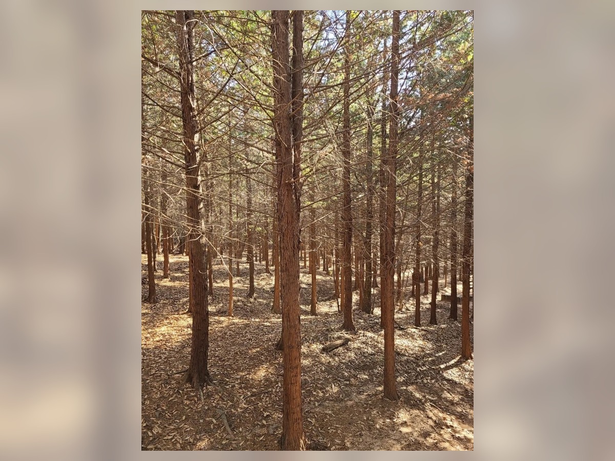 Geonji Mountain Cypress Forest