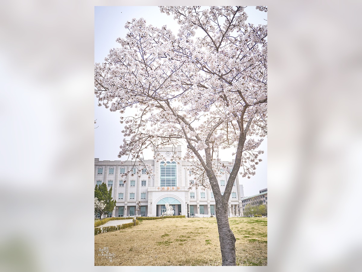 Jeonbuk National University Campus Cherry Blossom Road