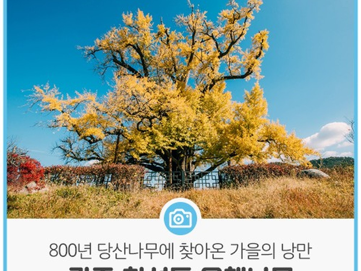 칠석동은행나무