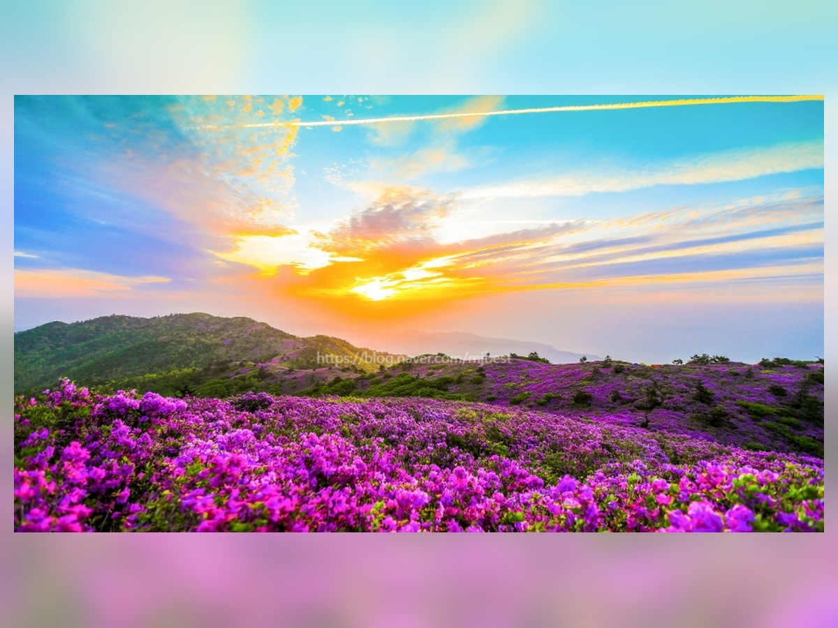 일림산철쭉문화행사