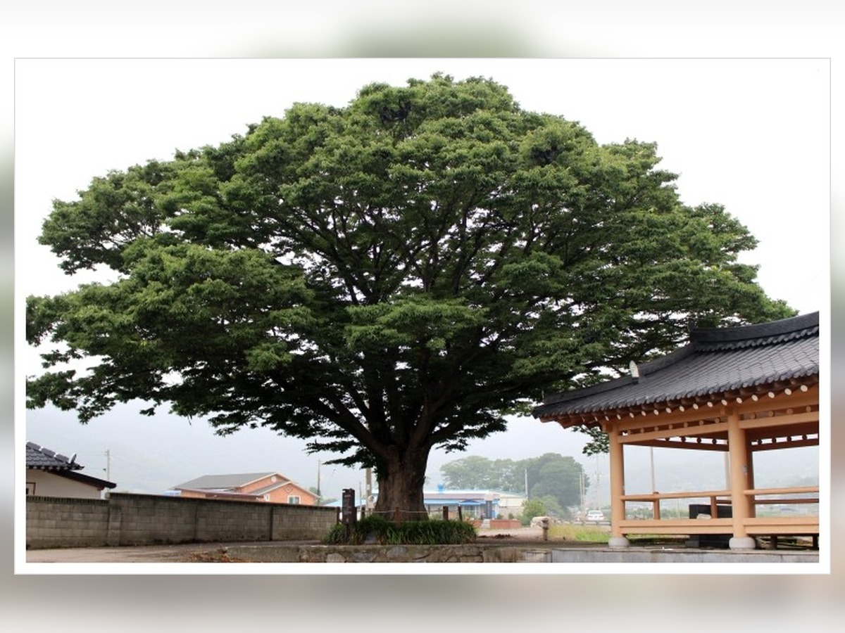 전일리팽나무숲