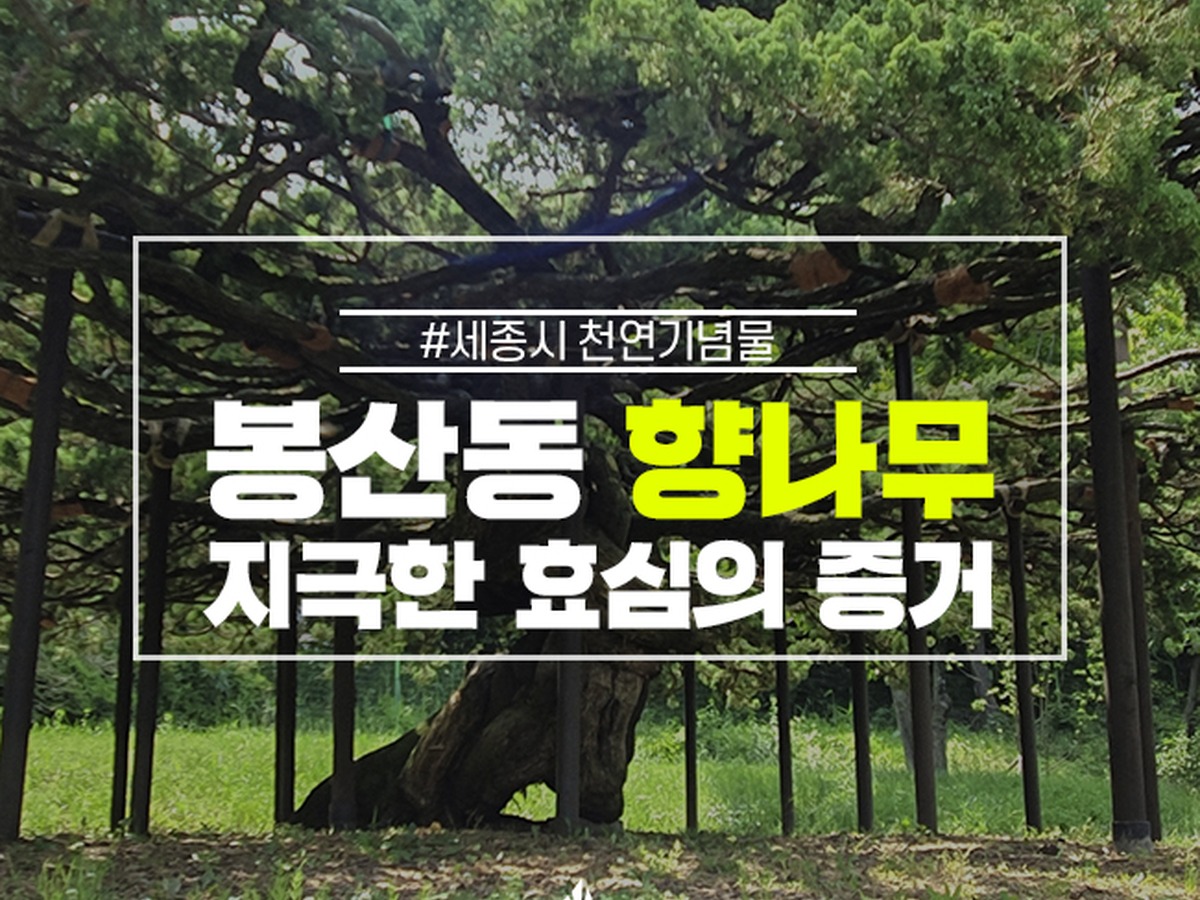 봉산동향나무