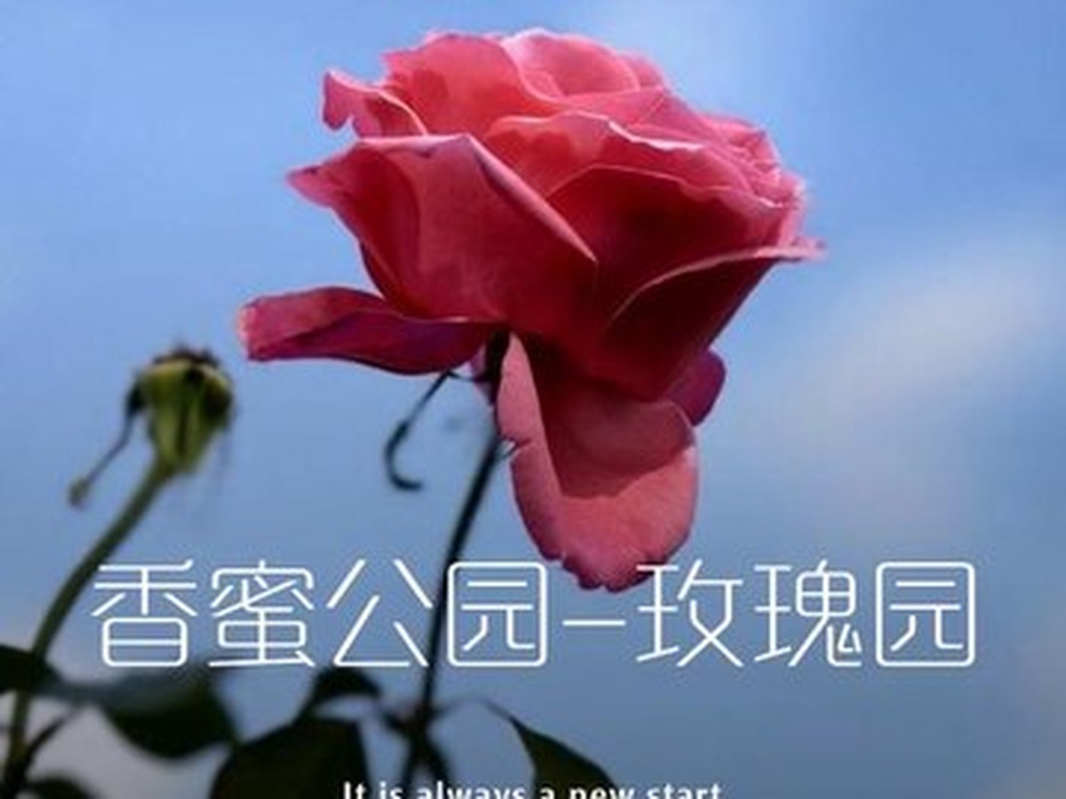 샹미공원 장미원